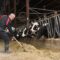 cow-farmer-worker001